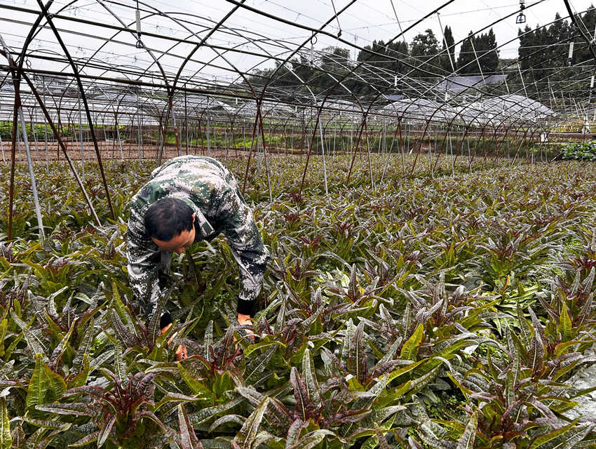 水口村的一天(图6)